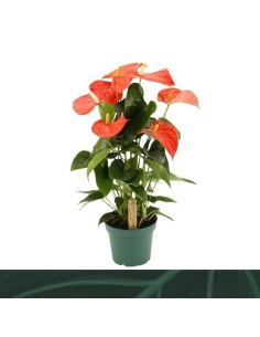 ANTHURIUM ANDR FLORIDA M14 NARANJA