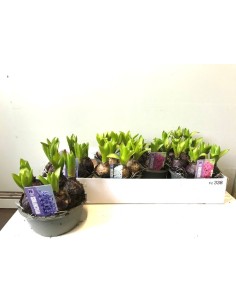 Hyacinthus OR M16 planta bulbosa con flores vibrantes y fácil cultivo