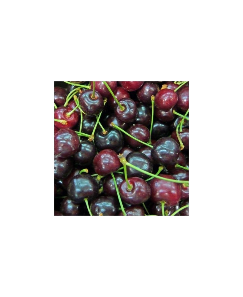 CEREZO SUMBURST C10L