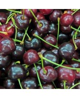 CEREZO SUMBURST C10L