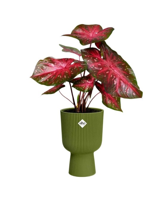MACETA VIBES FOLD COPA 14CM VERDE HELECHO