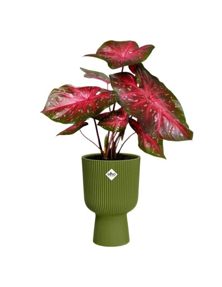 MACETA VIBES FOLD COPA 14CM VERDE HELECHO