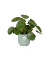MACETA VIBES FOLD REDONDA MINI 7CM VERDE HELECHO