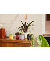 MACETA JAZZ REDONDA MINI 7CM AMARILLO AMBAR