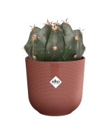 MACETA JAZZ REDONDA MINI 7CM ROJO TOSCANA