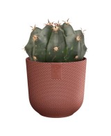 MACETA JAZZ REDONDA MINI 11CM ROJO TOSCANA