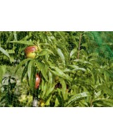 Malla Antipájaros 2x5m Resistente UV para Jardín y Cultivos | Endanea Garden

