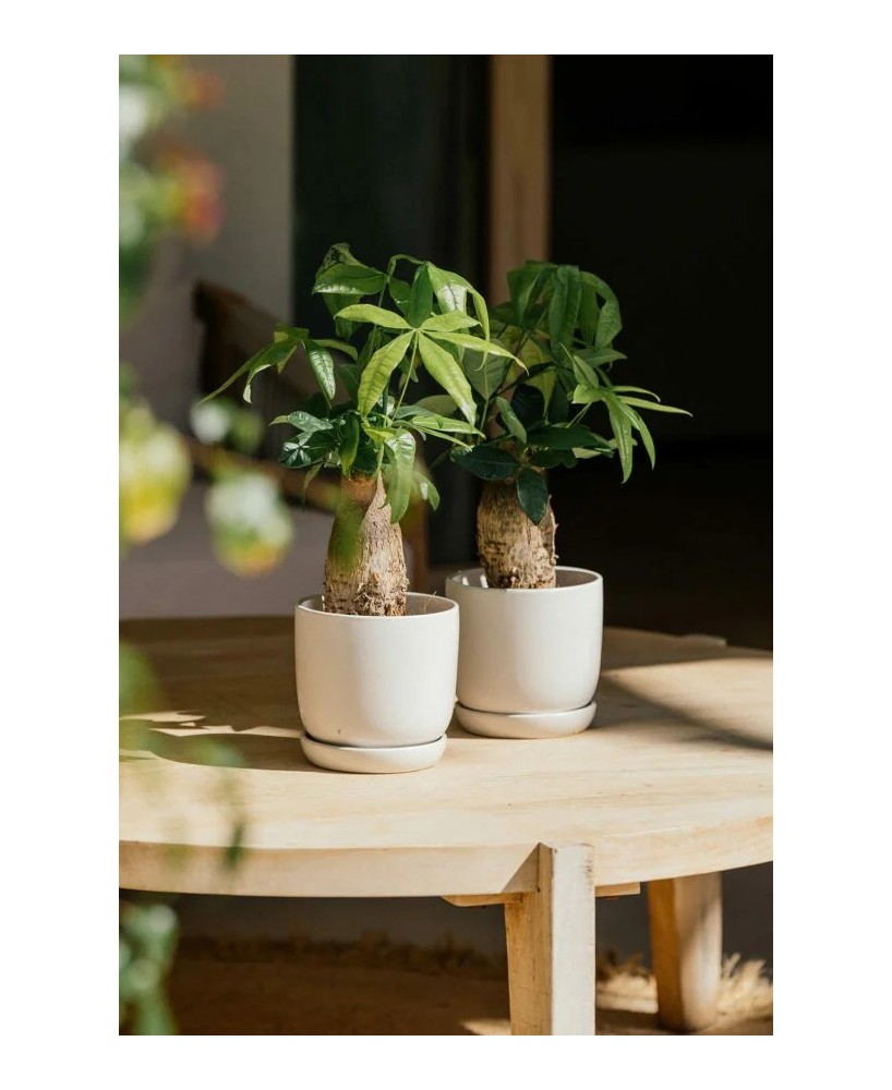 CUNEO+PLATO 17X16CM BLANCO