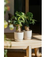 CUNEO+PLATO 17X16CM BLANCO
