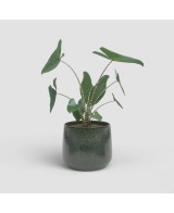 MACETA OLYMPUS 26CM VD VERDE ESMERALDA