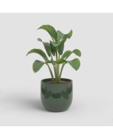 MACETA ARCADIA 26CM VD VERDE ESMERALDA