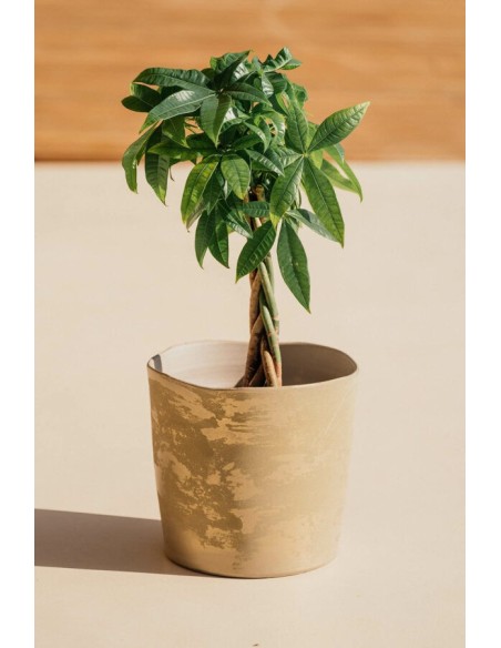 PIRAN 30X29 CREMA/ORO