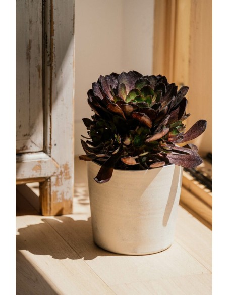 PIRAN 30X29 CREMA/ORO