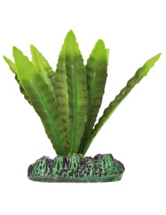 PLANTA SEDA APONOGETON 8CM