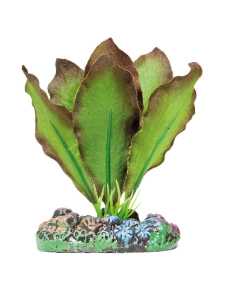 PLANTA SEDA ANUBIAS BRONCEA