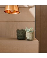 GAMO CACTUS 9X 8CM VERDE