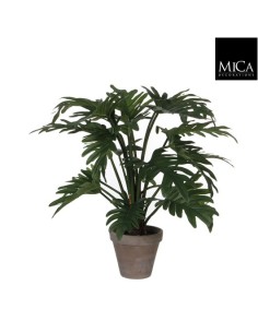 PHILODENDRON VERDE EN MACETA 50X40CM