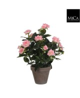 ROSAL ROSA 11.5X33CM EN MACETA
