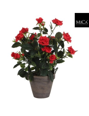 ROSAL ROJO 11.5X33CM EN MACETA