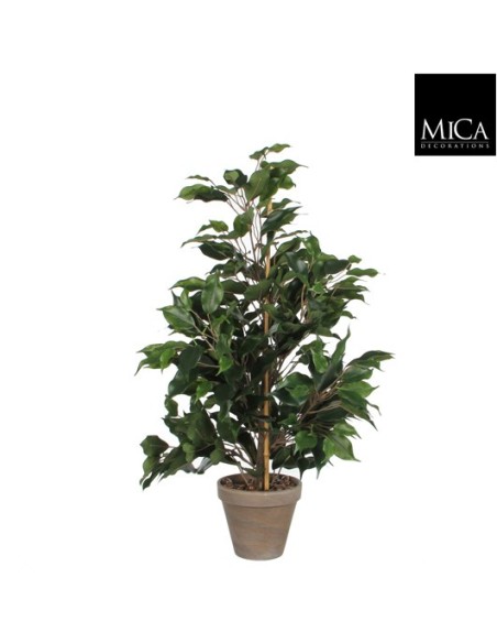 FICUS EXOTICA VERDE EN MACETA 65X40CM