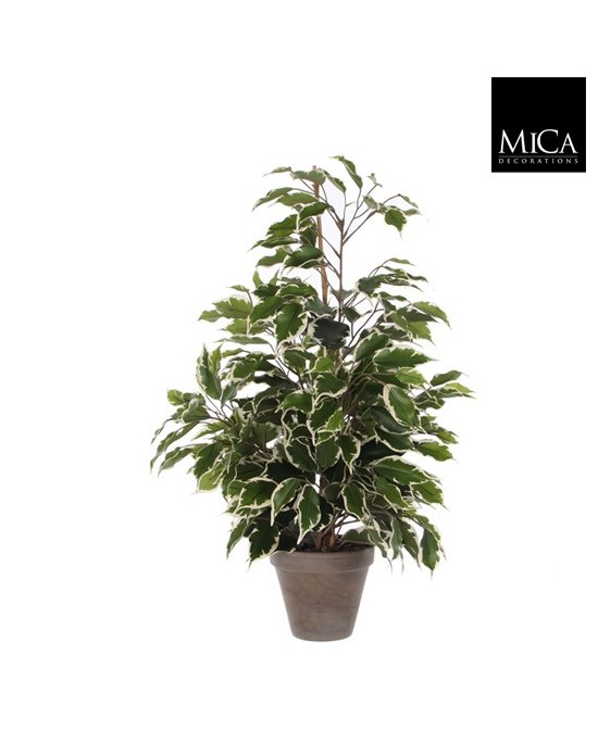 FICUS EXOTICA VERDE VARIEGATA EN MACETA D13,5XH6CM