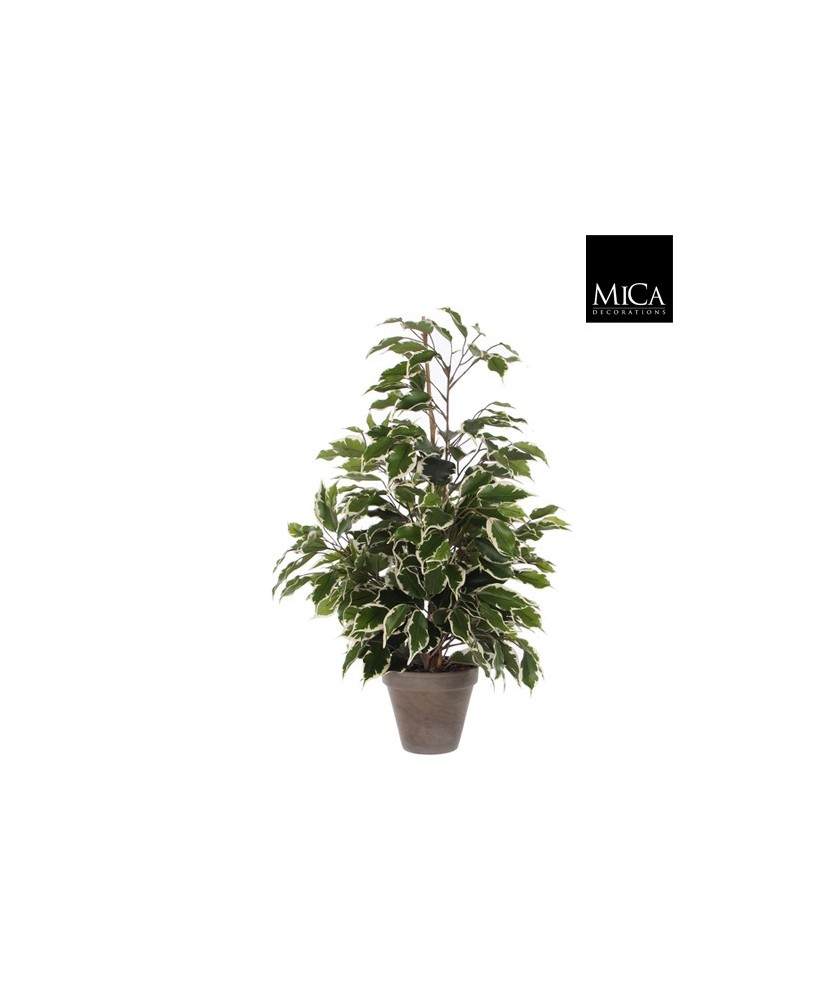 FICUS EXOTICA VERDE VARIEGATA EN MACETA D13,5XH6CM
