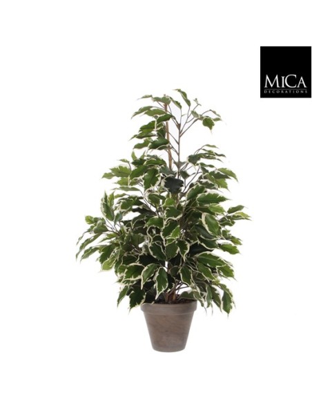 FICUS EXOTICA VRD MIX EN MACETA