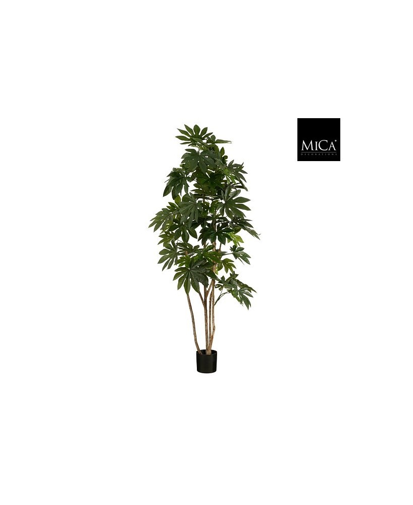 FATSIA EN MACERA H215XD110CM