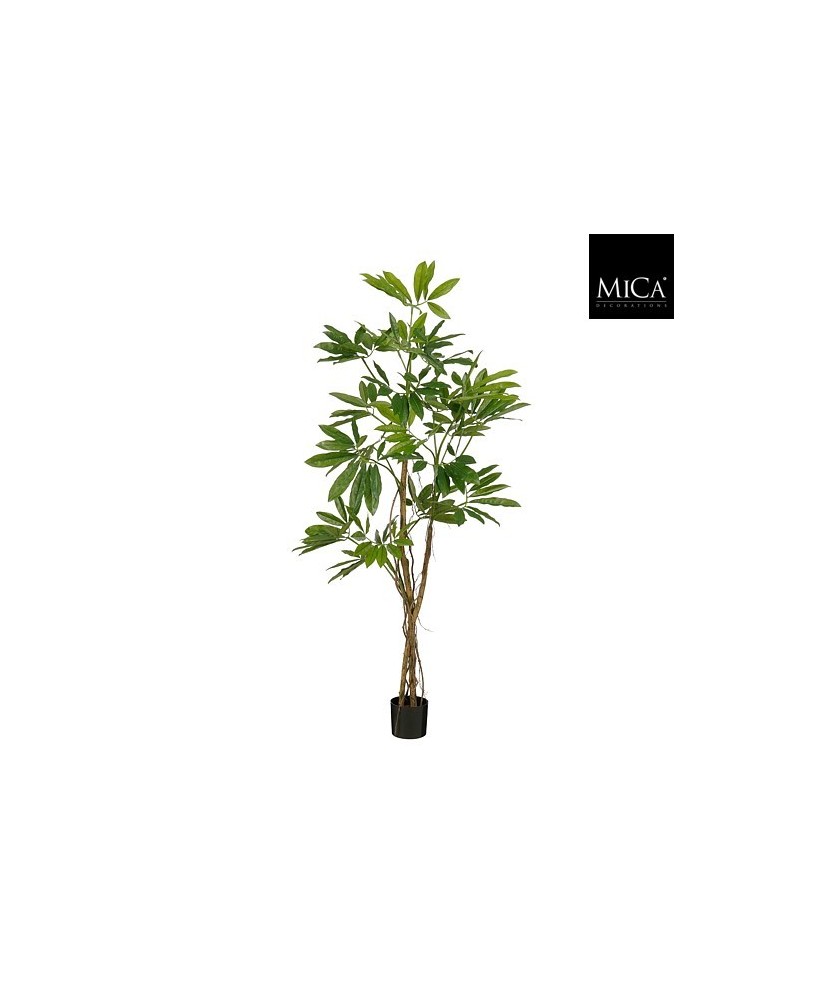 PHILODENDRON EN MACETA H180XD80CM