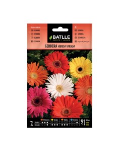 SEMILLA GERBERA HIBRIDA VARIADA BATLLE