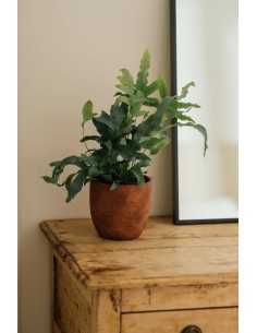 MACETA LOTUS 14X13CM CREMA