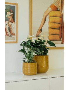 MACETA GUINEA 31X28CM OCRE 2