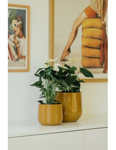 MACETA GUINEA 31X28CM OCRE