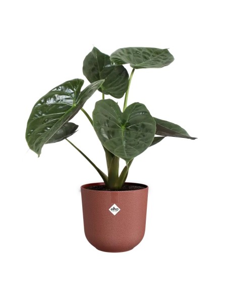 MACETA JAZZ 26CM ROJO