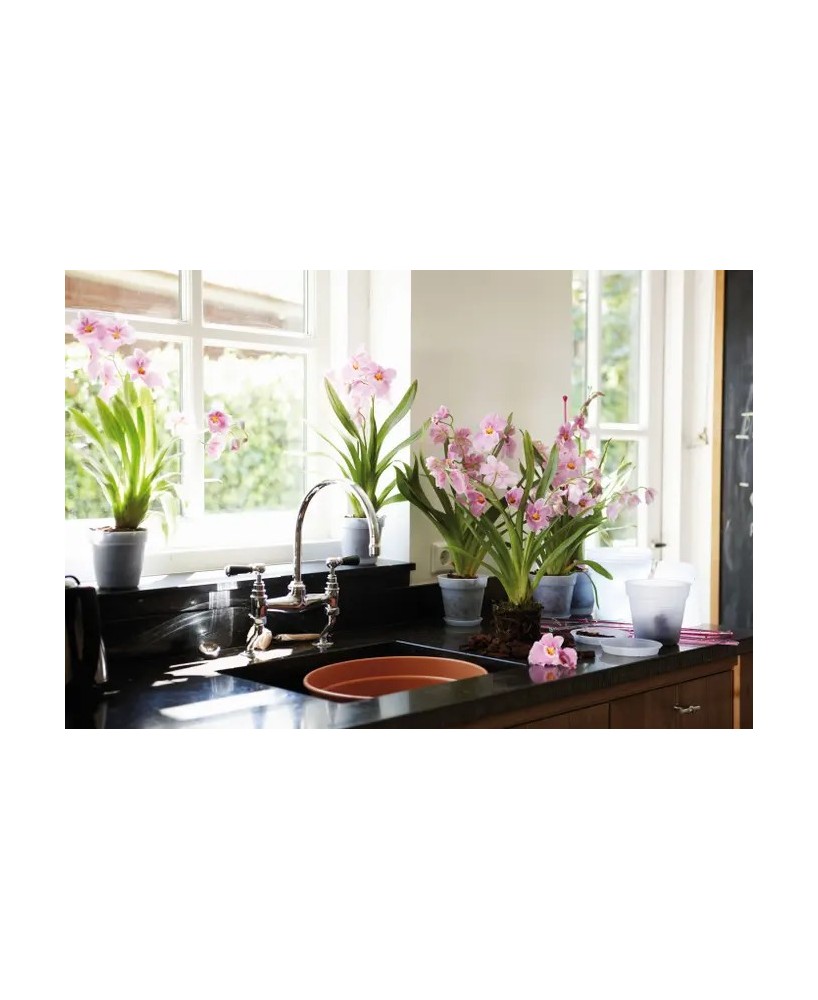 Plato G.B. Orquídea Transparente 10 cm - Protección y Estilo para tus Plantas | Endanea Garden