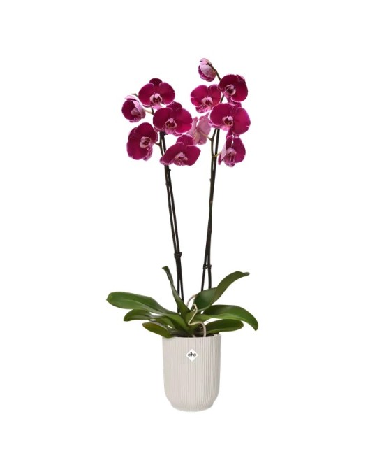 MACETA VIBES FOLD OEQUIDEA HOOG 12.5CM BLANCO LINO