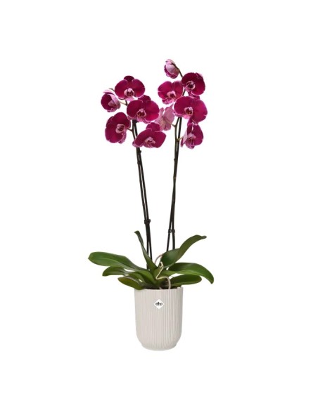 MACETA VIBES FOLD OEQUIDEA HOOG 12.5CM BLANCO LINO