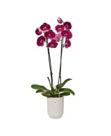 MACETA VIBES FOLD OEQUIDEA HOOG 12.5CM BLANCO LINO