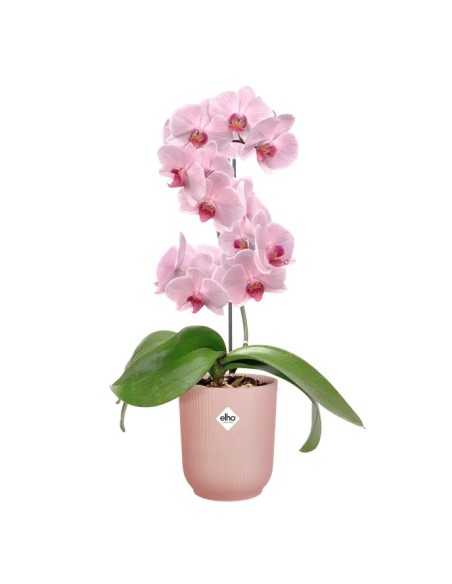 Maceta Vibes Orchid High 12.5CM Rosa  Elegancia para Orquídeas y Plantas de Interior | Endanea Garden


