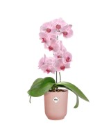 Maceta Vibes Orchid High 12.5CM Rosa  Elegancia para Orquídeas y Plantas de Interior | Endanea Garden

