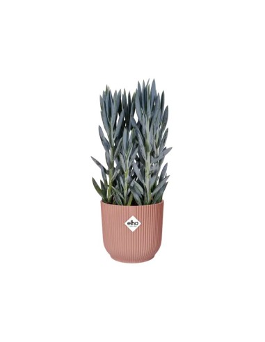 Maceta Vibes Fold Round Mini 22 cm Rosa  Diseño Moderno y Compacto para Decorar tu Espacio | Endanea Garden