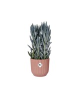 Maceta Vibes Fold Round Mini 22 cm Rosa  Diseño Moderno y Compacto para Decorar tu Espacio | Endanea Garden