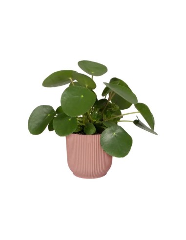 Maceta Vibes Fold Round Mini 22 cm Rosa  Diseño Moderno y Compacto para Decorar tu Espacio | Endanea Garden