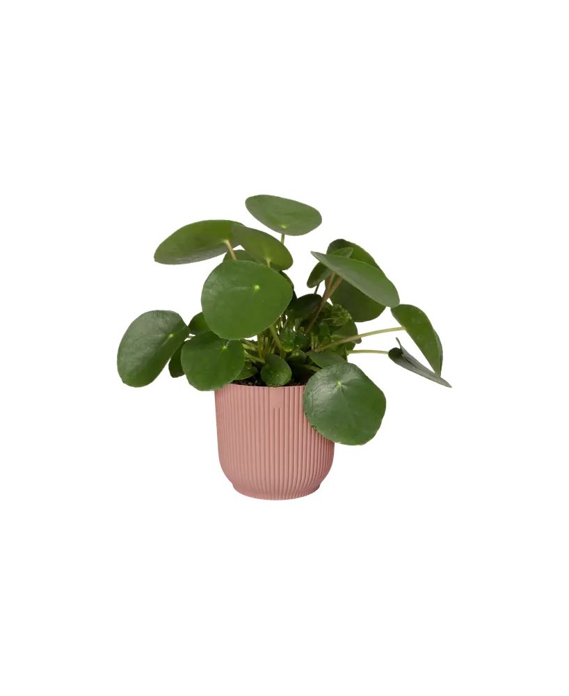 Maceta Vibes Fold Round Rosa 16 cm  Diseño Moderno y Funcional para Plantas | Endanea Garden