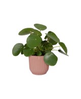 Maceta Vibes Fold Round Rosa 16 cm  Diseño Moderno y Funcional para Plantas | Endanea Garden