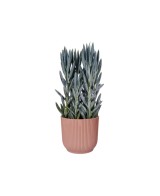 Maceta Vibes Fold Round 18 cm Rosa  Diseño Moderno y Elegante para Plantas | Endanea Garden