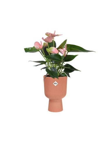 Maceta Vibes Fold Coupe Rosa 14 cm  Elegancia y Funcionalidad | Endanea Garden

