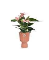Maceta Vibes Fold Coupe Rosa 14 cm  Elegancia y Funcionalidad | Endanea Garden

