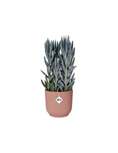 Maceta Vibes Fold Round 14 cm Rosa  Elegante y Moderna para Plantas Pequeñas | Endanea Garden 2