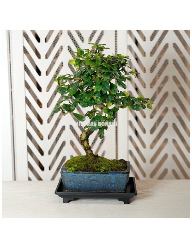 Plato Bonsái Plástico 14.5x10x2.5cm Mistral | Accesorio para Bonsáis en Endanea Garden


